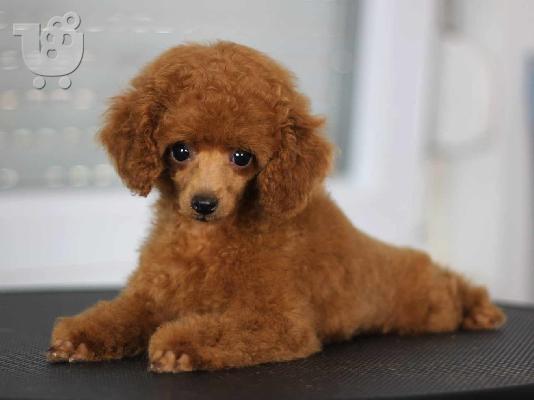 PoulaTo: Πωλούνται κουτάβια Toy Poodle