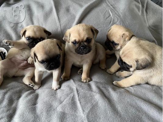 PoulaTo: Cățeluș Pug Pentru Adopție