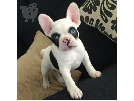 PoulaTo: Γαλλικό buldog / French Buldog