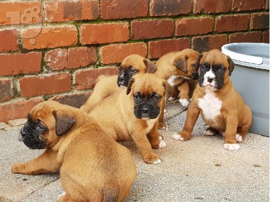 Πωλούνται κουτάβια Purebreed Boxer.