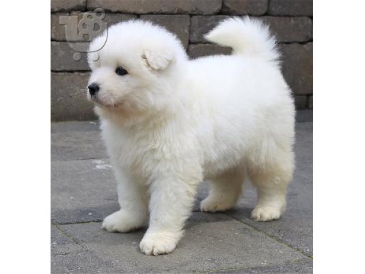 Πωλούνται κουτάβια Samoyed Nice.
