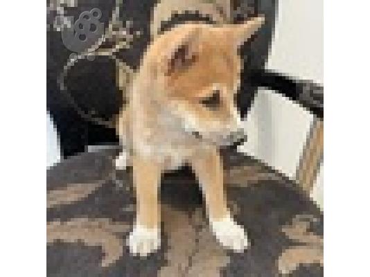 Κουτάβι Shiba Inu προς πώληση