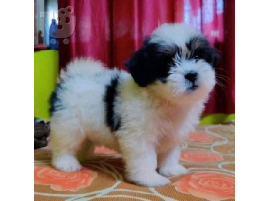 PoulaTo: Κουτάβια Shih Tzu για Υιοθεσία