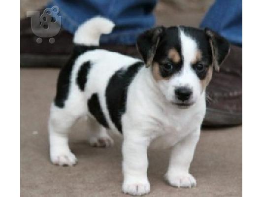 PoulaTo: Jack Russell Terrier κουτάβια