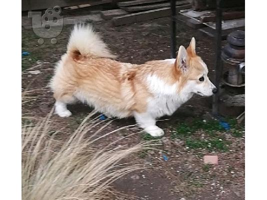Pembroke Welsh Corgi