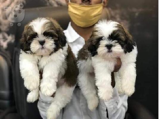 PoulaTo: S potěšením oznamujeme bezpečný příjezd krásného Shih Tzu