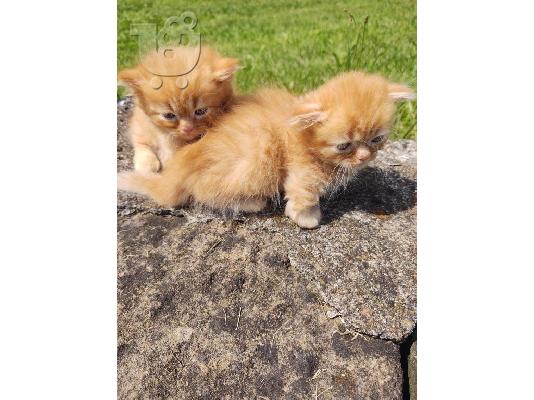 PoulaTo: Munchkin Kittens