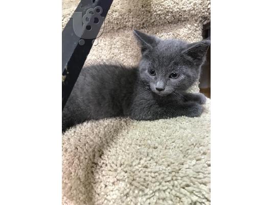 PoulaTo: Korat Kittens