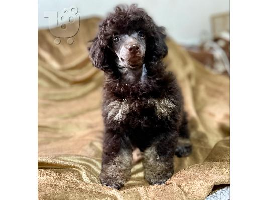 PoulaTo: Μαύρα και καφέ, σοκολατί και καφέ Toy Poodle κουτάβια