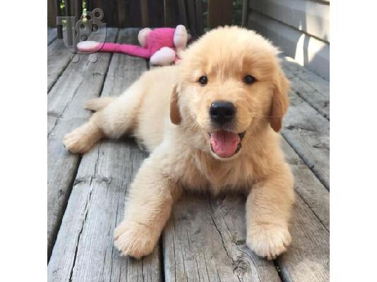 PoulaTo: Κουτάβια Golden Retriever Ελεγμένα για την Υγεία τους