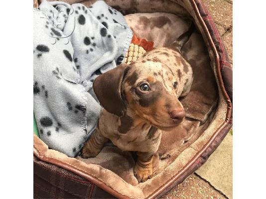 Καθαρόαιμο Dachshund