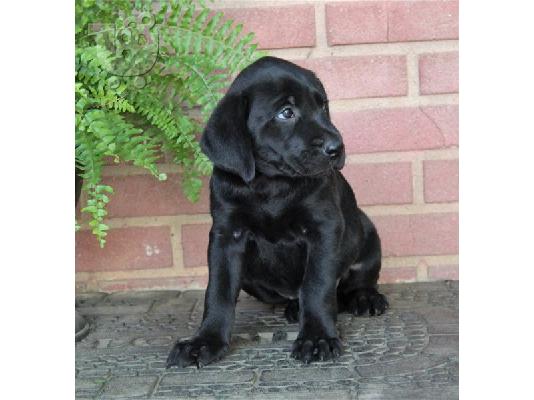 PoulaTo: Labrador Retriever Puppies