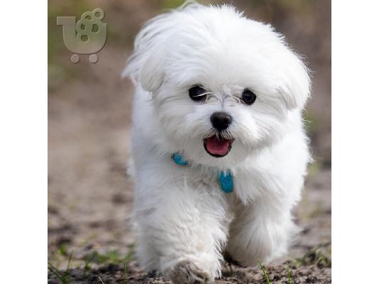 PoulaTo: Η Pedigree Maltese Fija γέννησε 4 υγιή κουτάβια.
