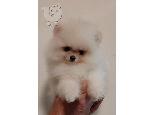 MINI Pomeranian κουτάβια