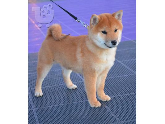Shiba Inu κουτάβια
