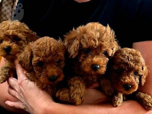 Κόκκινα Toy Poodle