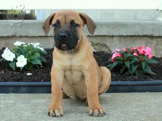 PoulaTo: Κουτάβια Boerboel