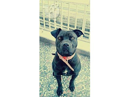 PITBULL!