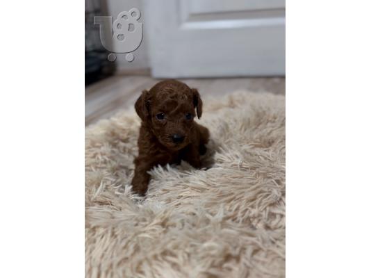 Κουτάβια Red Toy Poodle προς πώληση