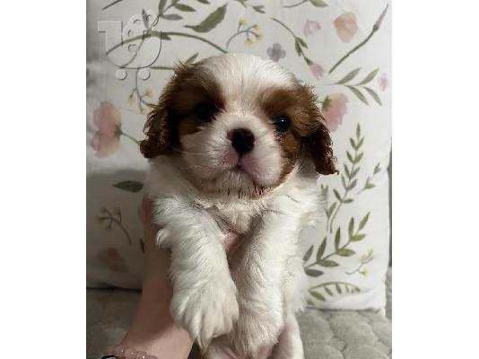 King Charles Cavalier Spaniel