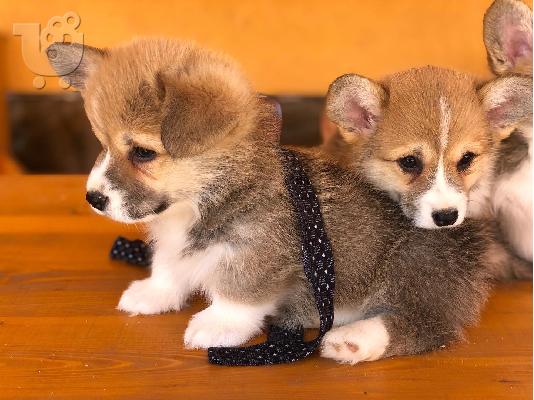 Welsh Corgi κουτάβια