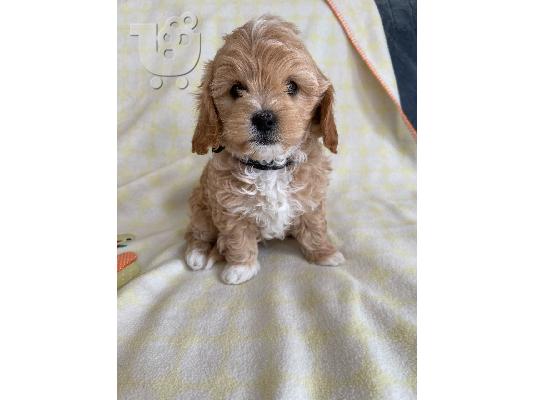 PoulaTo: Cavapoo Red