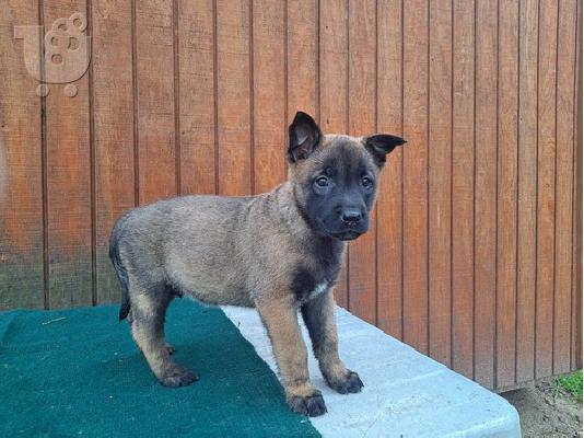 PoulaTo: Belgian Malinois Puppies