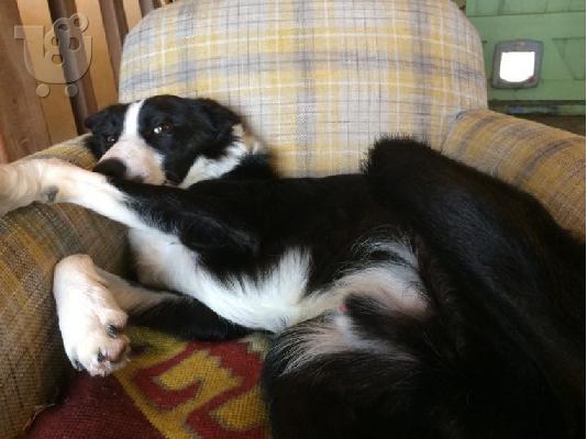 Βασιλιάς Charles Cavalier Pups
