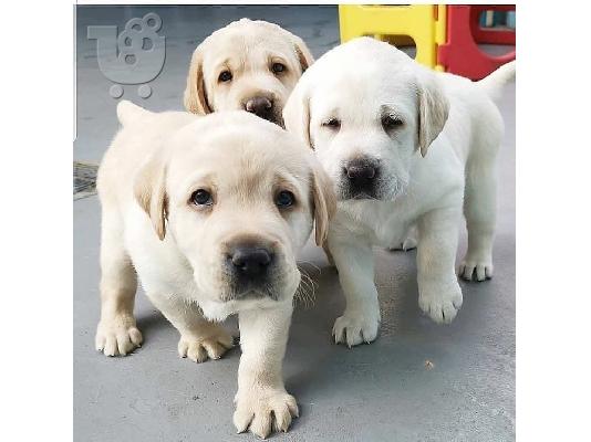PoulaTo: Εδώ έχουμε 5 όμορφα κουτάβια Labrador retriever.
