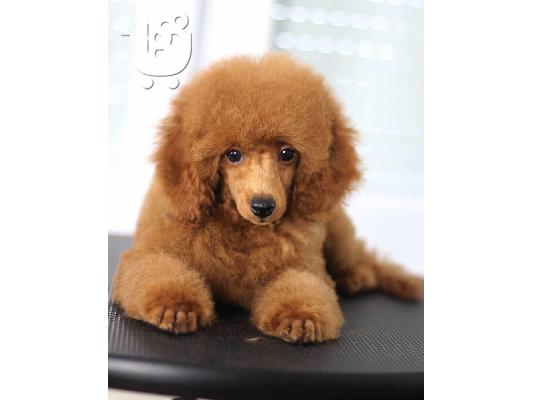 Πωλούνται κουτάβια Toy Poodle