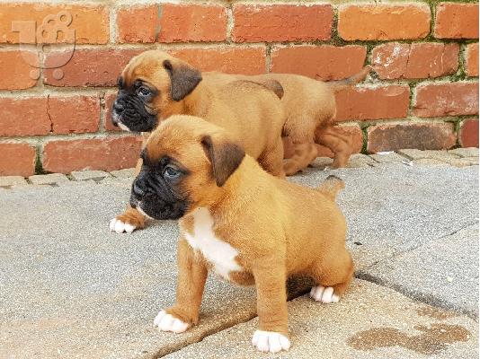 PoulaTo: Πωλούνται κουτάβια Purebreed Boxer.