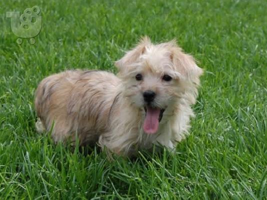 PoulaTo: Norfolk puppies
