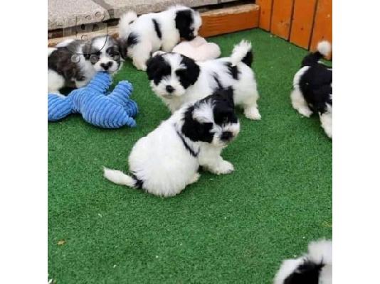 PoulaTo: Όμορφα κουτάβια Shih Tzu