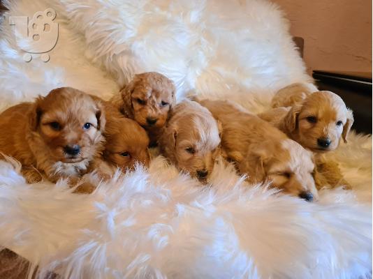 PoulaTo: Labradoodle κουτάβια προς πώληση
