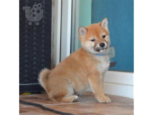 Κουτάβια Shiba Inu