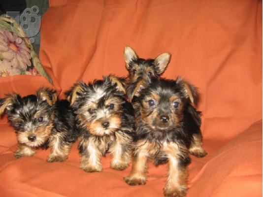 PoulaTo: Υπέροχες κουτάβια Yorkie