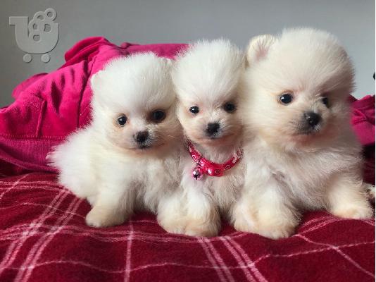 PoulaTo: Mini catelusi pomeranian gata