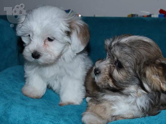 PoulaTo: Havanese bichon κουτάβια