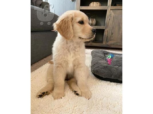 Κουτάβια Golden Retriever Ελεγμένα για την Υγεία τους