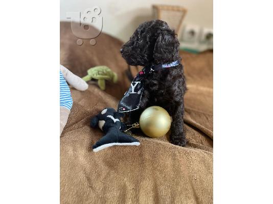 Κουτάβια Toy Poodle