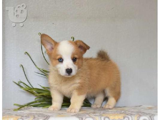 PoulaTo: Pembroke Welsh Corgi