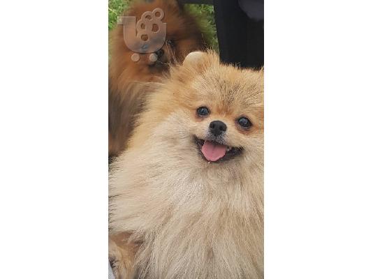 Pomeranian