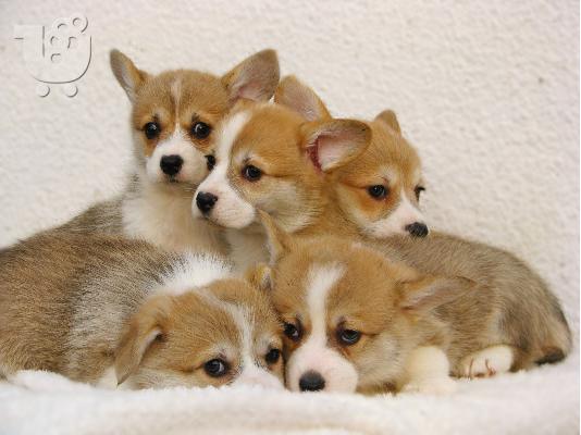Ουαλικό Corgi Pembroke κουτάβια