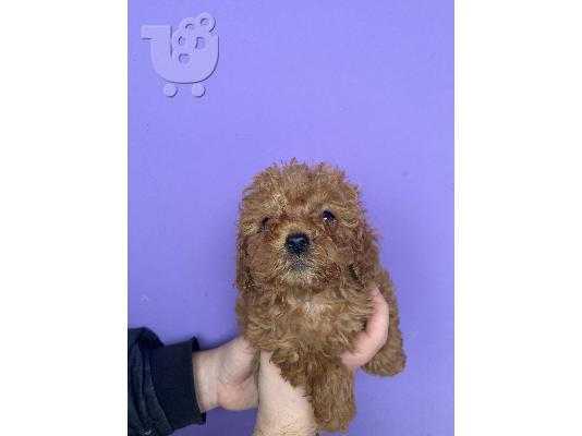 Κουτάβια Toy Poodle