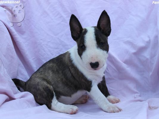 Κουτάβια Mini Bull Terrier