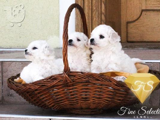 PoulaTo: Κουτάβια Bichon Frise