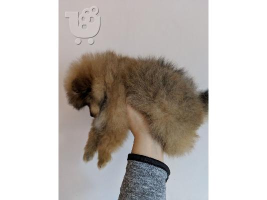 Πωλείται φλιτζάνι τσαγιού Pomeranian κουτάβια.