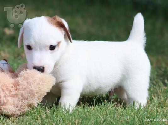PoulaTo: Jack Russel Puppies
