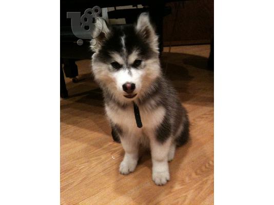PoulaTo: Siberian husky