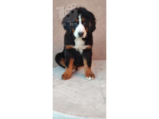 PoulaTo: Ορεινός σκύλος Bernese